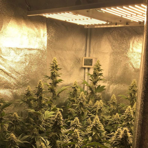 CASE - 04 LED Cannabis LED Grow Board Light since 2017